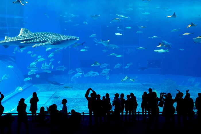 Istanbul Aquarium & Aqua Florya Shopping Mall Tour