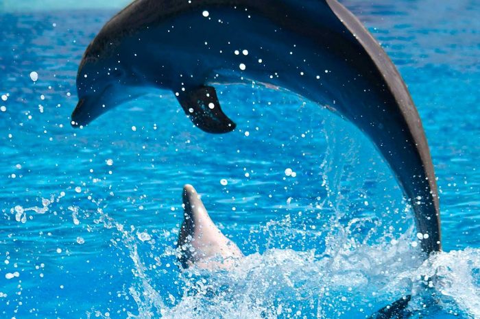 Dolphinarium (Dolphin and Sea Lion Show)